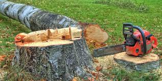  San Juan Pistrano, CA Tree Care Pros
