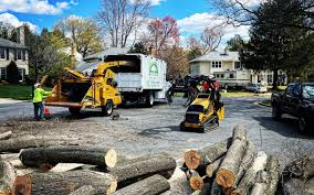 Reliable San Juan Capistrano, CA Tree Care Solutions