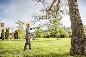 Best Emergency Tree Removal  in San Juan Pistrano, CA