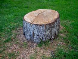 Best Commercial Tree Services  in San Juan Pistrano, CA