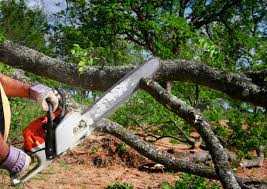 Best Tree Cabling and Bracing  in San Juan Pistrano, CA