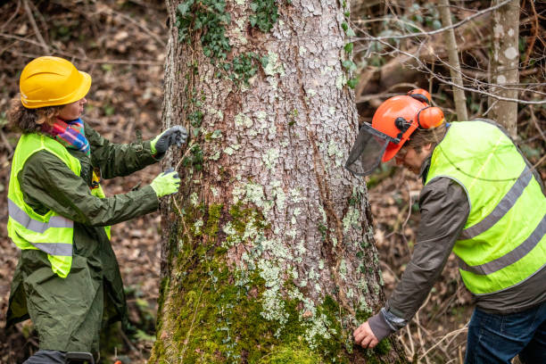 How Our Tree Care Process Works  in  San Juan Capistrano, CA