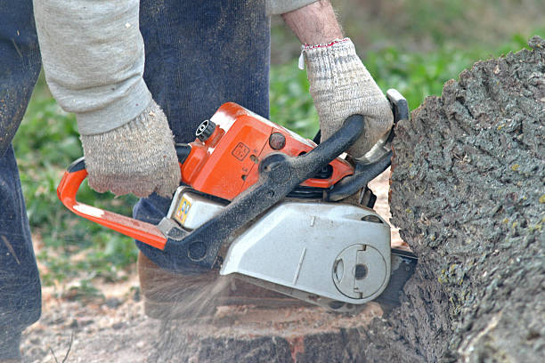Best Soil Testing and Treatment  in San Juan Pistrano, CA