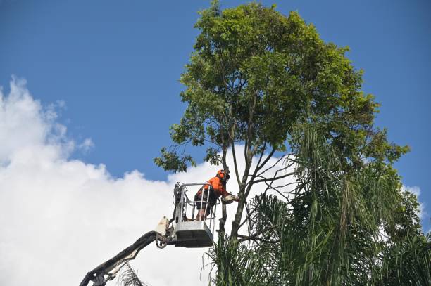 Best Lawn Maintenance Plans  in San Juan Pistrano, CA