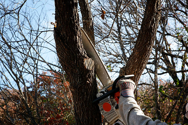 Best Palm Tree Trimming  in San Juan Pistrano, CA