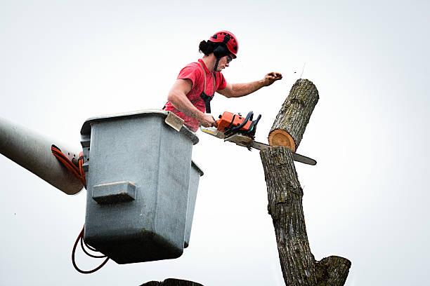 Best Arborist Consultation Services  in San Juan Pistrano, CA