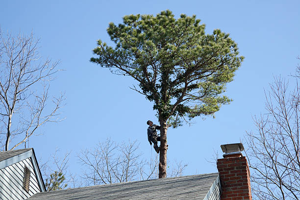 Best Root Management and Removal  in San Juan Pistrano, CA