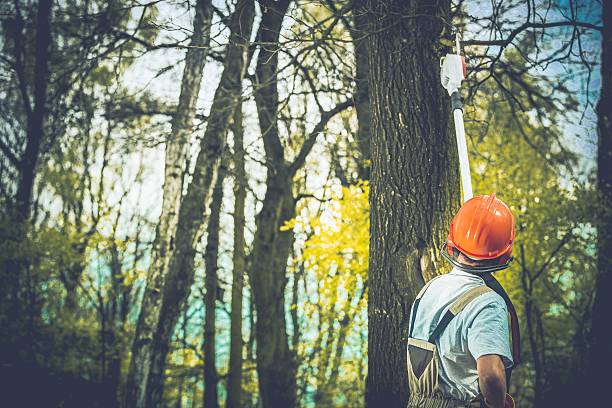 Best Leaf Removal  in San Juan Pistrano, CA