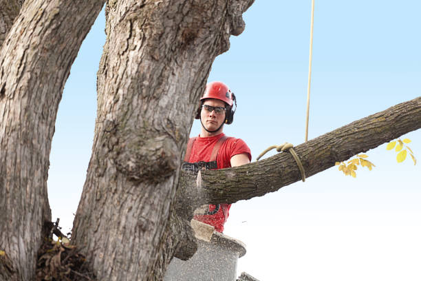 Best Hazardous Tree Removal  in San Juan Pistrano, CA